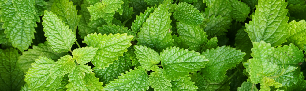 Citronmelis
