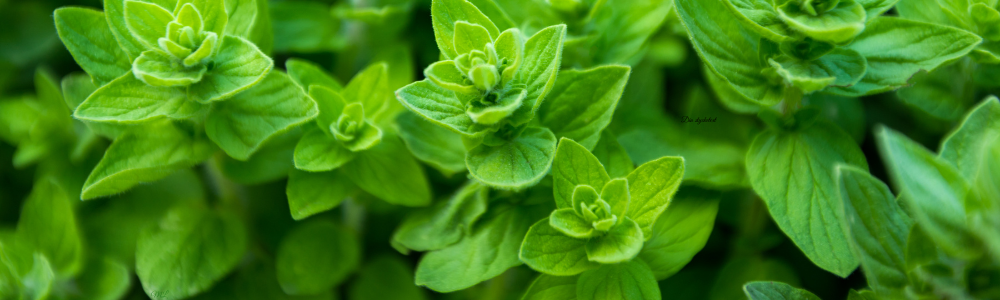Oregano