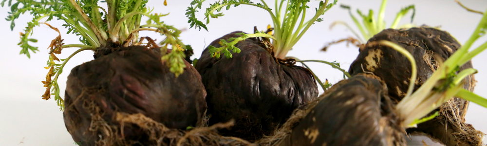 Maca rot