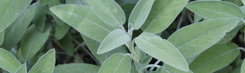 Salvia