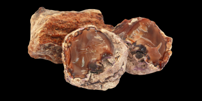 Boswellia