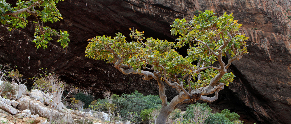 Boswellia serrata